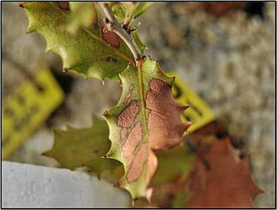 Revolucionario proyecto para erradicar plagas de mosquitos en procesionaria en el entorno de Doñana