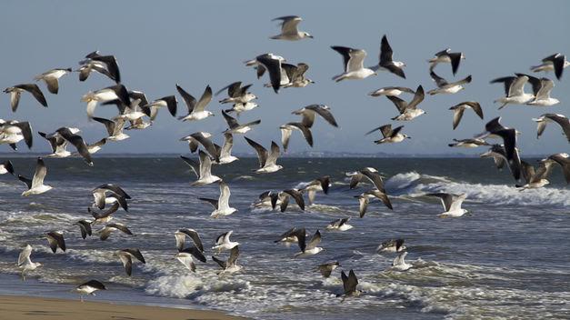 El Consejo de Ministros dota de fondos el Convenio Ramsar y la iniciativa MedWet