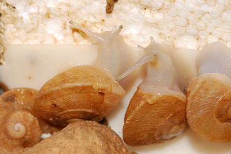 Heligemas: De la investigación a la cría en cautividad de caracoles terrestres