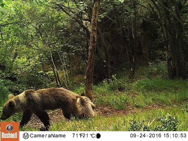 Detectados osos con síntomas de desnutrición en la Cordillera Cantábrica