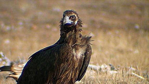 La recuperación del buitre negro en Baleares es ‘total’