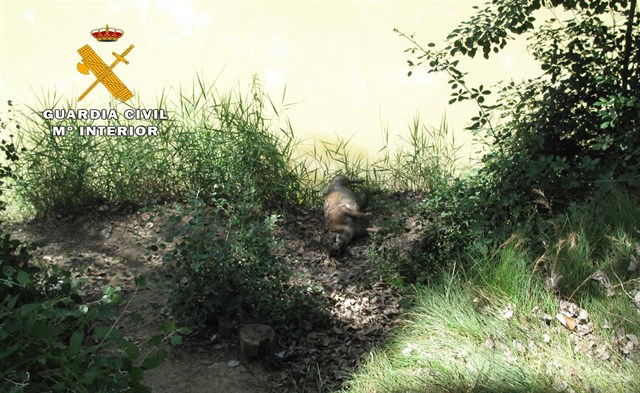 Detenido un joven de Albacete por matar a su perro tras maltratarlo y tirar su cuerpo al Júcar