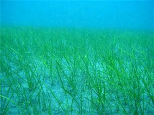 Ben Magec dice que el Gobierno "vulnera la Constitución" al no oponerse al Catálogo de Especies protegidas de Canarias