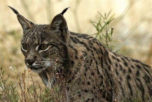 PROYECTO LIFE+ IBERLINCE arranca la recuperación y distribución histórica del lince ibérico