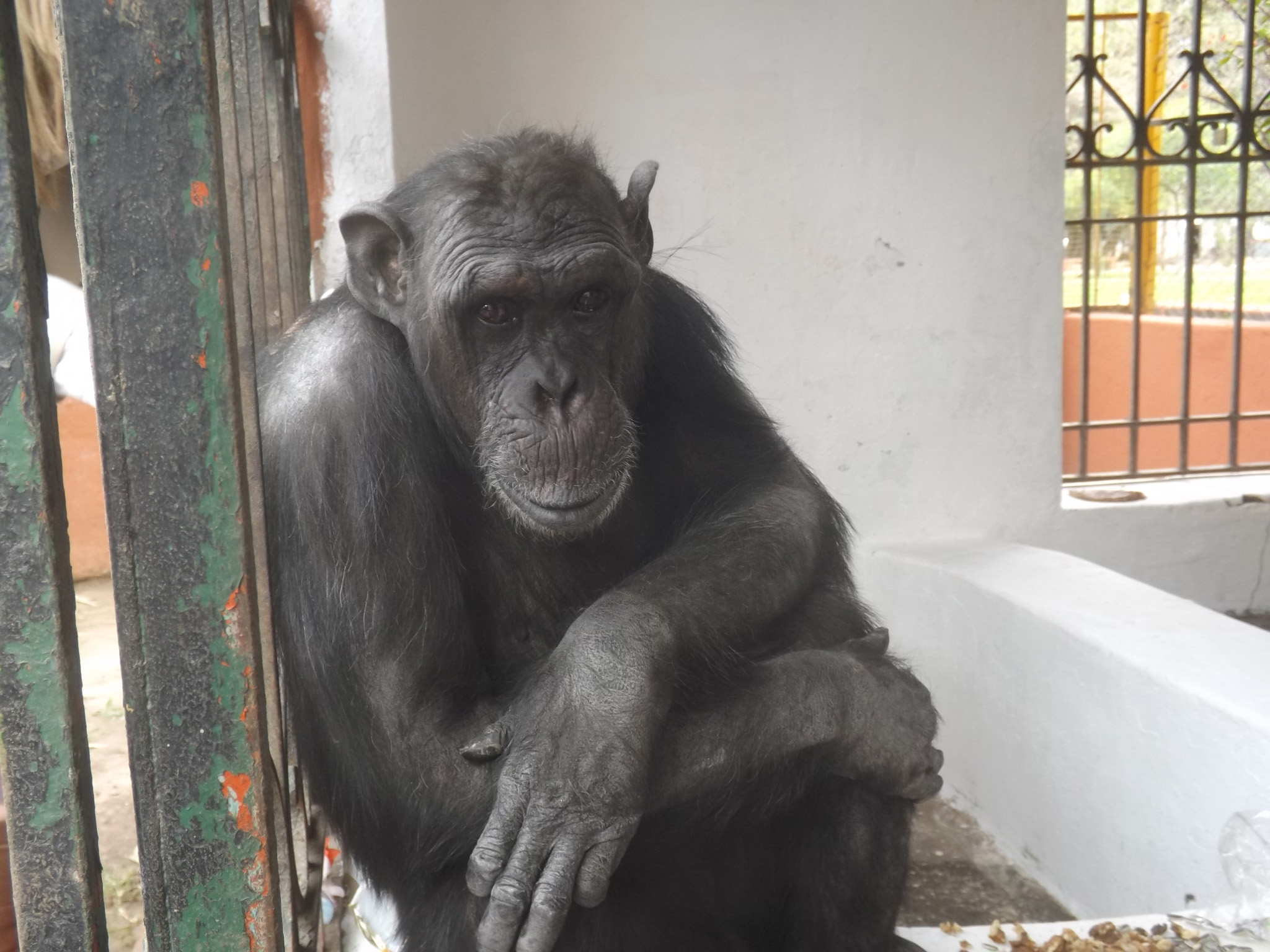 Comité ético de defensa animal