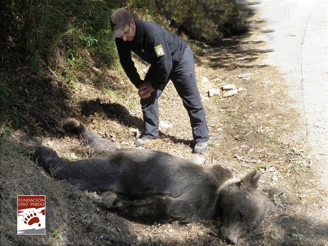 Asturias. El oso hallado muerto en Moal fue ‘abatido’ por un disparo
