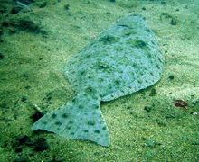 El sexo de los peces a expensas de la temperatura