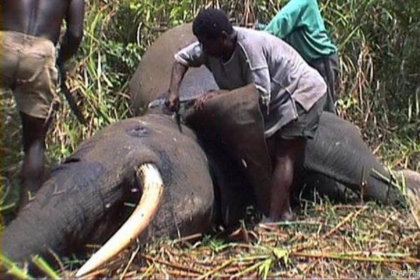 La caza furtiva acaba con la mayoría de elefantes en una reserva clave de África