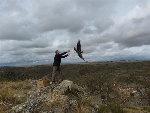 Medio Ambiente suelta un pollo de águila perdicera tratado en el Centro de Recuperación de Aves de Villaralbo (Zamora)