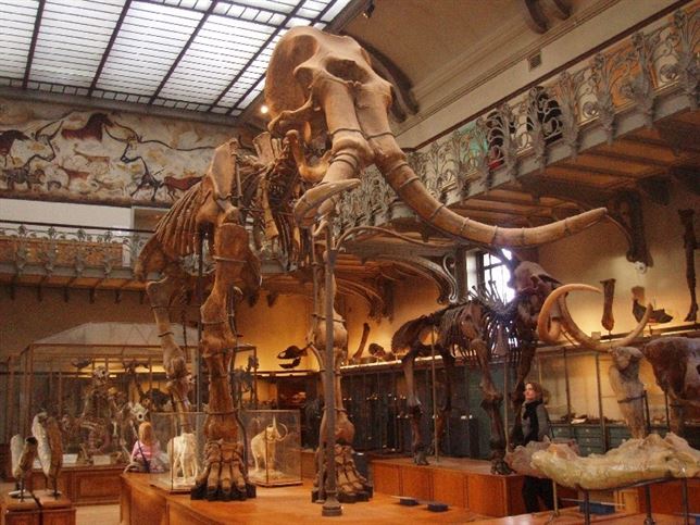 El ser humano provocó la extinción del mamut