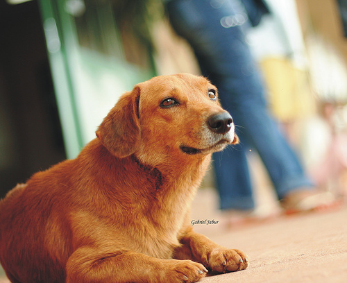 La Asociación Pro Derechos de los Animales alerta de que explotan a las hembras como "fábricas de cachorros" en Navidad