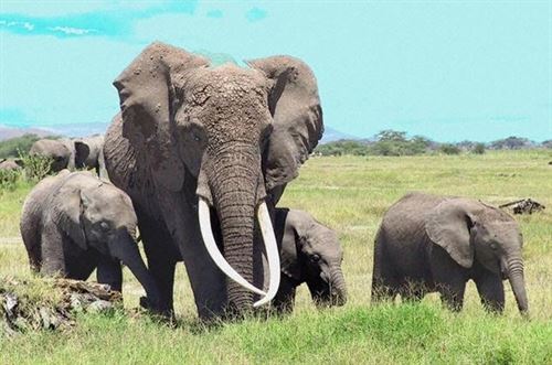 El elefante podría extinguirse en África para 2025