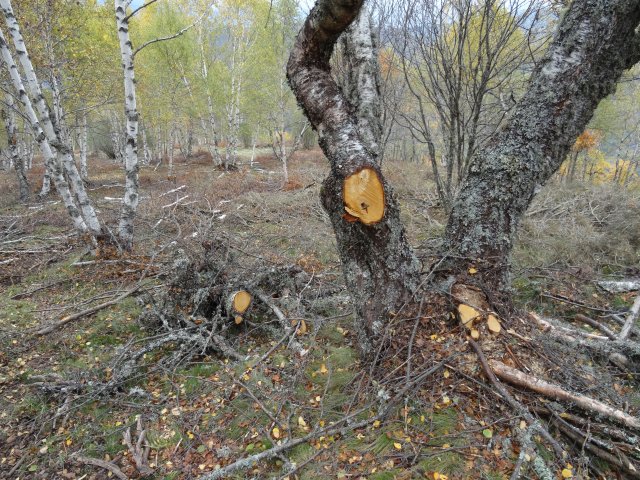 La importancia de las orlas supraforestales