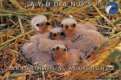 ¡APADRINA UN AGUILUCHO! Campaña Aguiluchos 2011