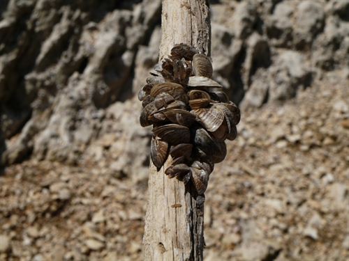 Aragón. La exposición itinerante de la CHE sobre mejillón cebra y especies exóticas invasoras llega a Huesca