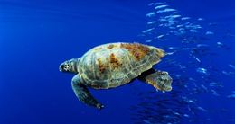 Aprobación inminente del plan director para áreas marinas protegidas