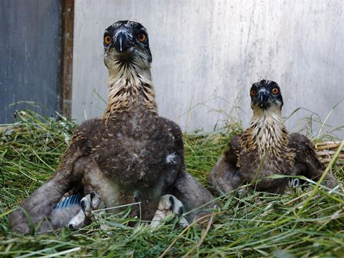 El águila pescadora tiene ocupados 7 territorios de reproducción en Andalucía