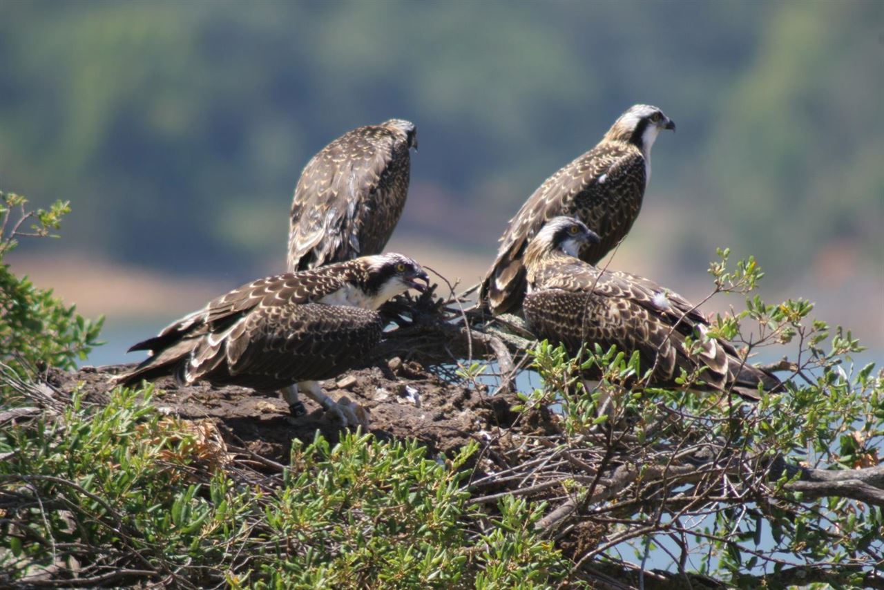 La ‘buena salud’ del águila pescadora en los humedales andaluces