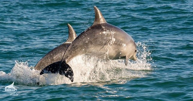 Iniciativa del Gobierno vasco