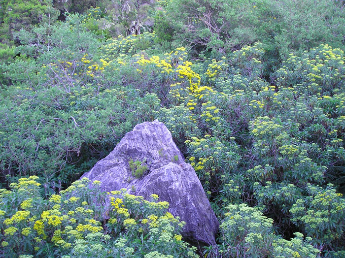 Descubren en La Palma una nueva población de la planta en peligro de extinción Bencomia de la Cumbre