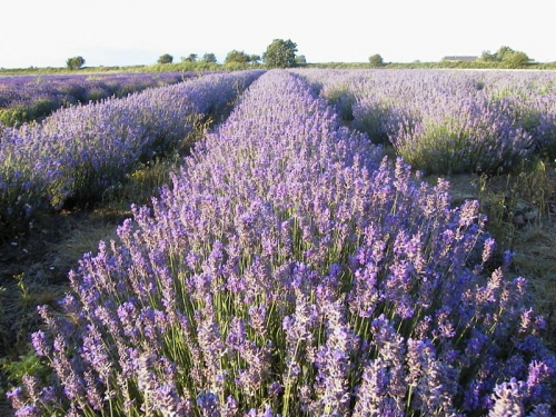 Viveros para la vida