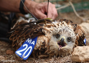 Sigue on line la migración de los milanos reales marcados por SEO/BirdLife