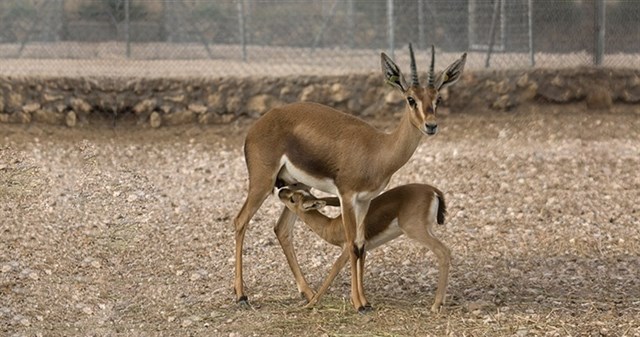 Reintroducción de la gacela Cuvier en Túnez