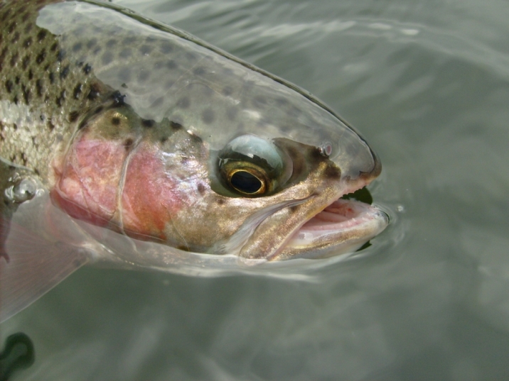 Murcia quiere erradicar la carpa común