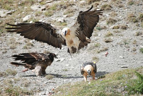Euskadi impulsa la protección a quebrantahuesos