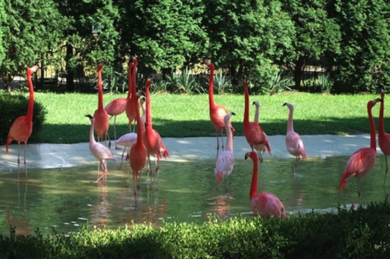 Cortan las alas a flamencos de un zoológico para que no invadan la ciudad
