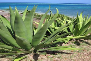 Algunas plantas exóticas de la región Caribe están en Peligro inminente de Extinción