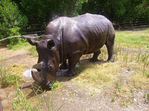 Bruselas pide cambios en la UE para combatir el tráfico global de animales salvajes