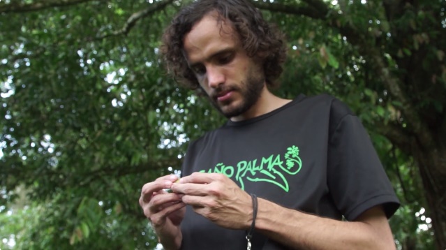 Costa Rica. Biólogos luchan por evitar extinción de la lapa verde