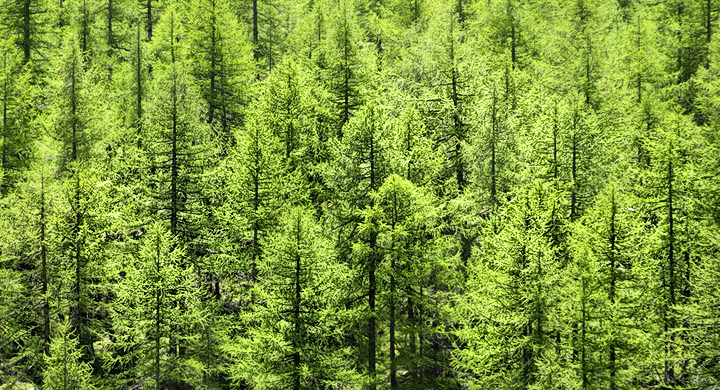 El nuevo ‘pulmón’ de Leganés