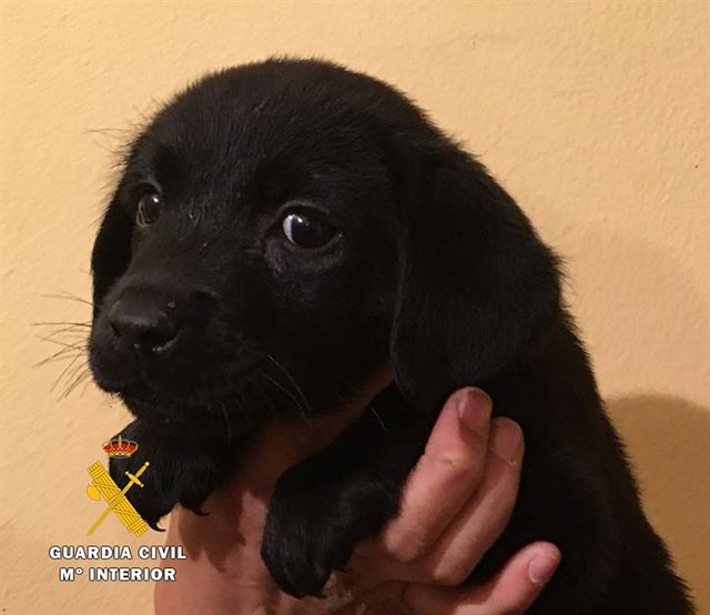 Diligencias a un criador de Burgos por estafas en la venta de perros