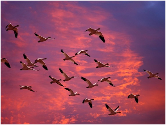 Migración: el largo camino a casa