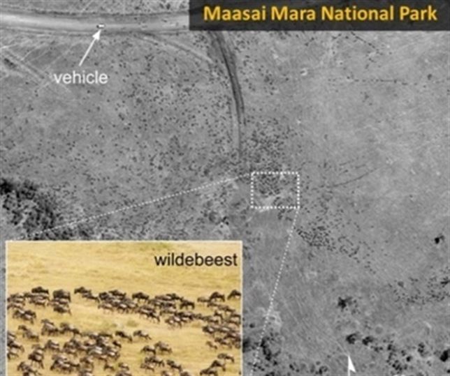 Kenia realiza el primer censo de animales salvajes con fotos por satélite