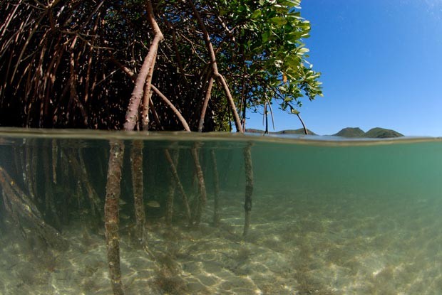La industria acuícola ‘perjudica’ los manglares