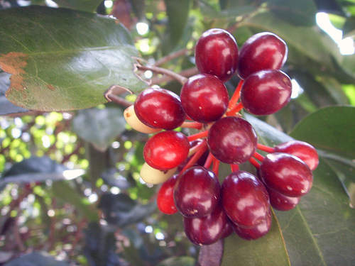 Concluye conferencia mundial del café con preocupación por cambio climático
