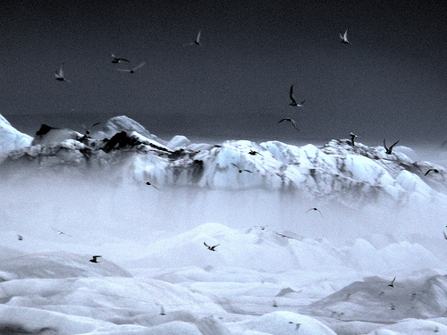 Estudió de la respuesta biológica de todo el ecosistema al calentamiento del Ártico