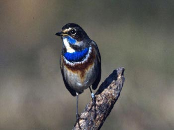 El pechiazul castellanoleonés domina más de cincuenta cantos