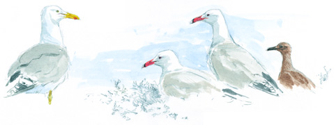 SEO/BirdLife acerca los humedales y su conservación a más de 40.000 personas