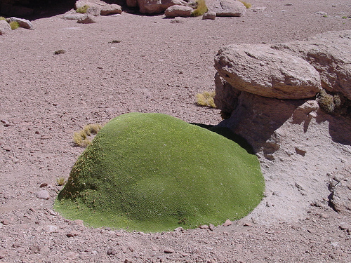 Piden declarar zona de catástrofe por severa sequía en Atacama