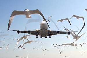 Biólogos de Estados Unidos estudian la migración de animales