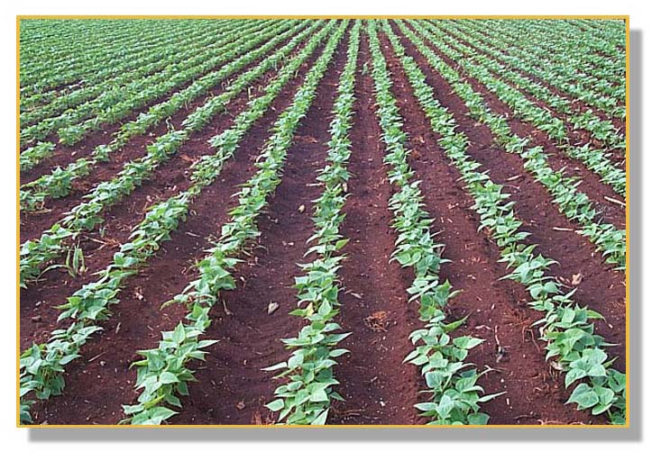 Presidente boliviano insta a reactivar producción agrícola