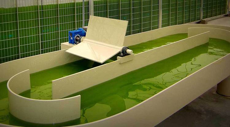 China se interesa por la planta de microalgas de Algaenergy