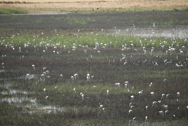 11ª COP de Ramsar- Bucarest no resuelve los problemas de conservación de los humedales en España