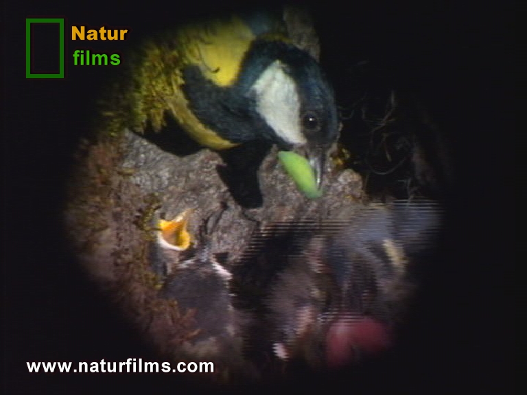 Los Páridos son pequeñas aves que limpian nuestros bosques de los molestos insectos