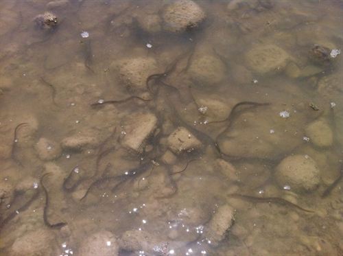 Andalucía. La Junta reintroduce ejemplares de anguila en el río Guadalquivir para reforzar la población existente