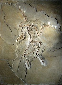 Archaeopteryx no fue el primer pájaro sobre la Tierra